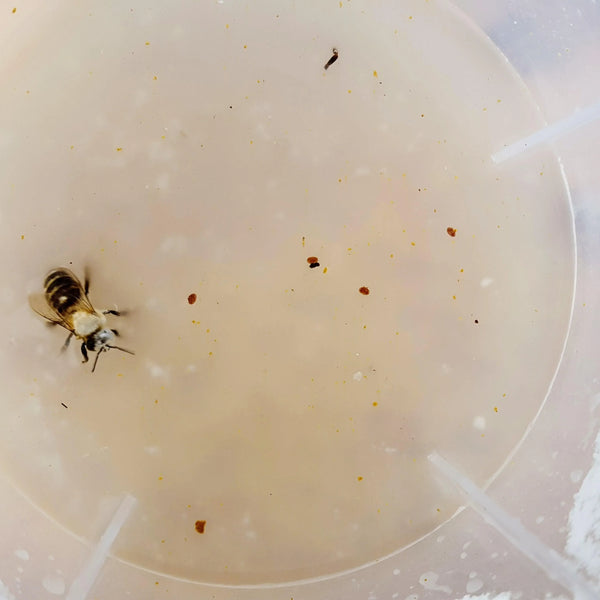 Varroa Easy Check