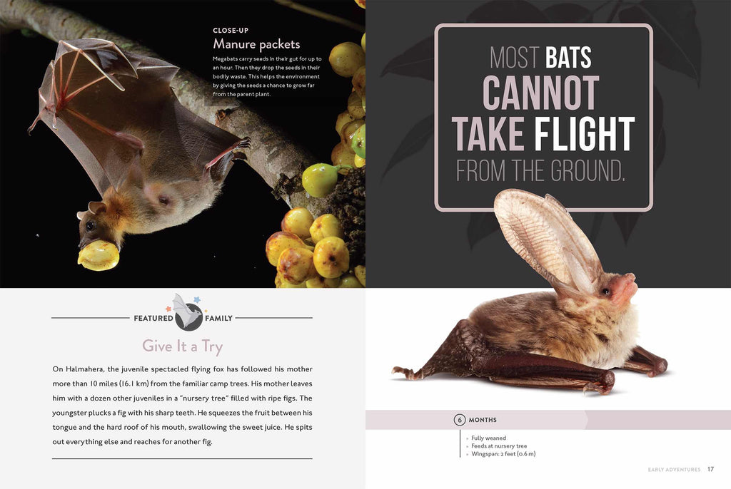 Spotlight on Nature: Bat by The Creative Company Shop