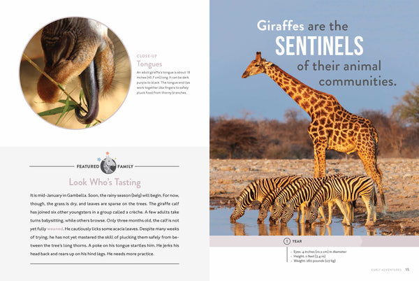 Spotlight on Nature: Giraffe by The Creative Company Shop