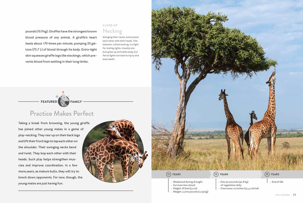 Spotlight on Nature: Giraffe by The Creative Company Shop