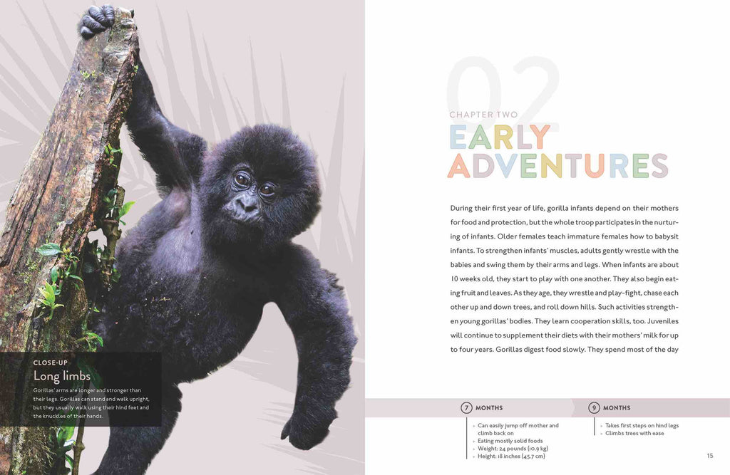 Spotlight on Nature: Gorilla by The Creative Company Shop