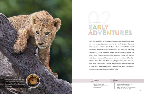 Spotlight on Nature: Lion by The Creative Company Shop