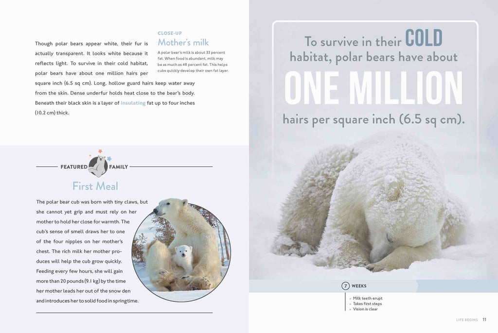 Spotlight on Nature: Polar Bear by The Creative Company Shop