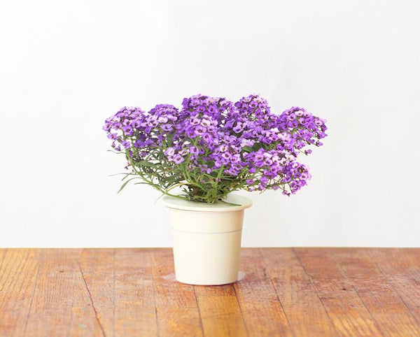 Click & Grow | Plant Pods by Trueform - Proud Libertarian - Trueform (Free Shipping over $35)